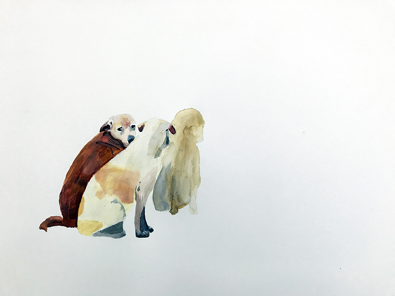 paterok/dogs