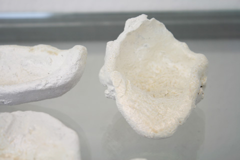paterok/muscheln_2