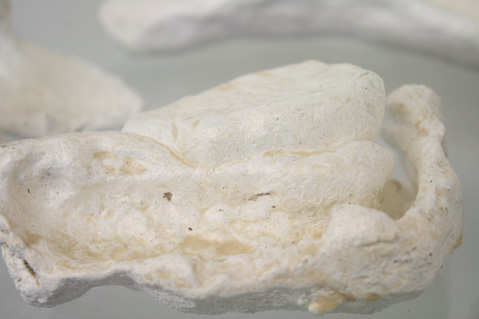 paterok/muscheln_3